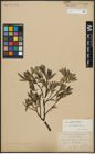 Foto von Salix arbuscula L. x Salix phylicifolia L.